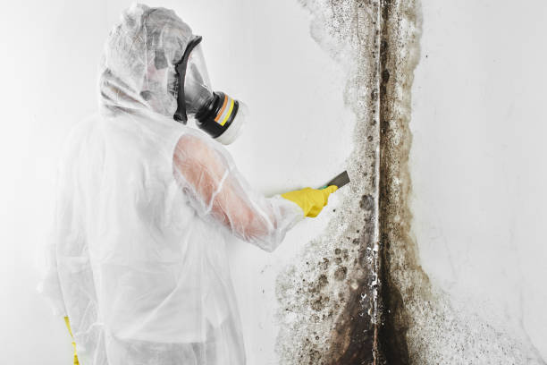 Best Office Mold Removal Services  in Wayne, OH