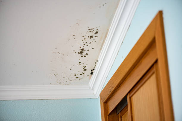 Best Fast Mold Removal  in Wayne, OH