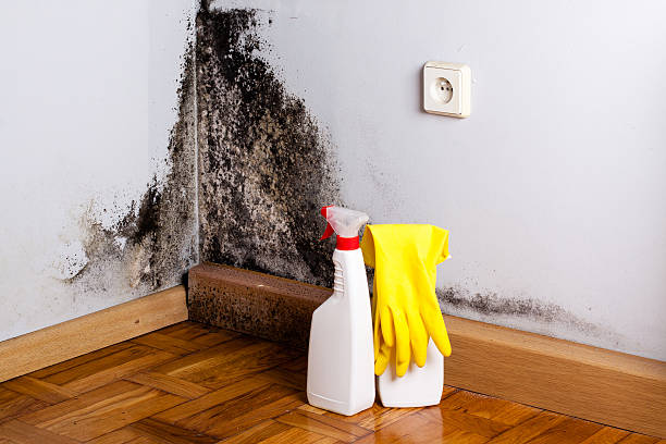 Best Toxic Mold Removal  in Wayne, OH