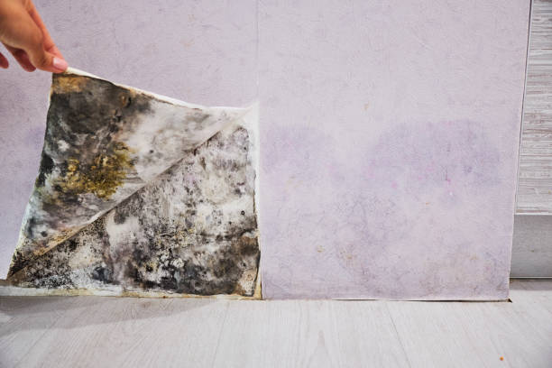 Best Residential Mold Removal  in Wayne, OH